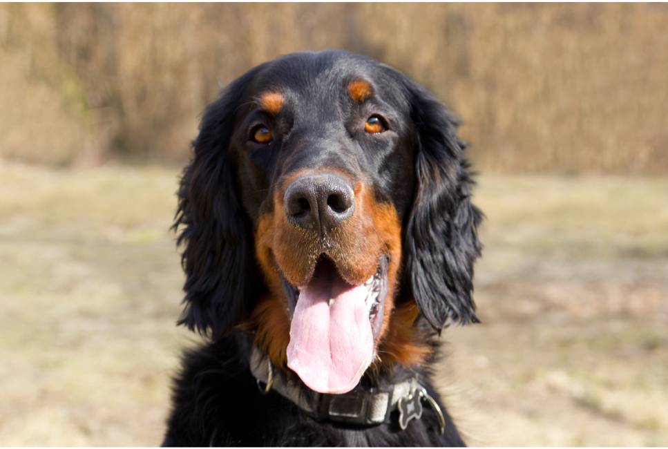 De glimlachende snuit van een Schotse Setter.