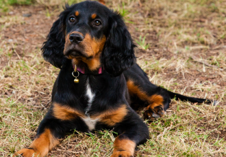Schotse setter puppy.