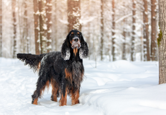 Schotse Setter in de sneeuw.