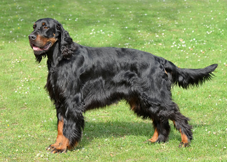 Schotse Setter ondergroei met lange orifice.