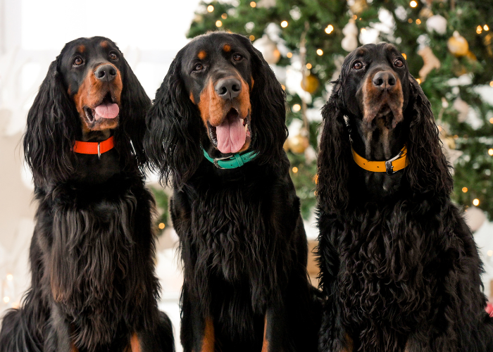 Drie Schotse Setters.