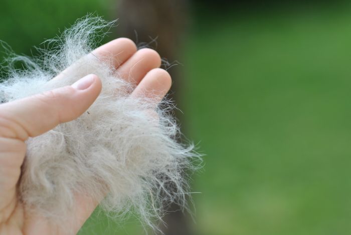Een bosje kattenharen dat achterblijft na het kammen van een kat.