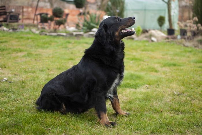 Bij grote hondenrassen bestaat het risico van een maagtorsie.
