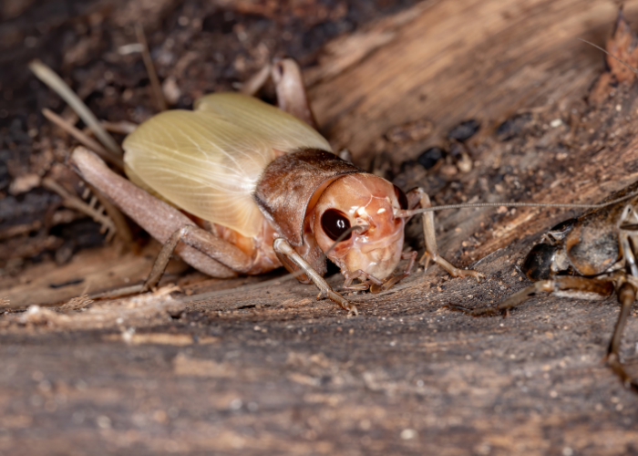 Krekel insect.