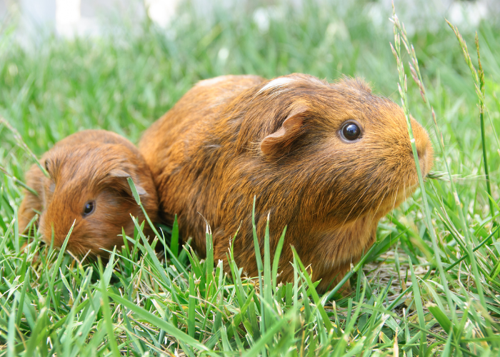 Cavia met jongen.