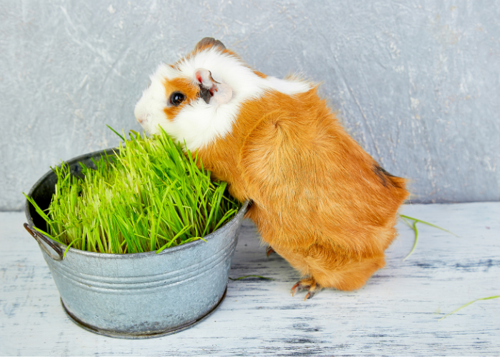 Wat moet een cavia-uitrusting bevatten?