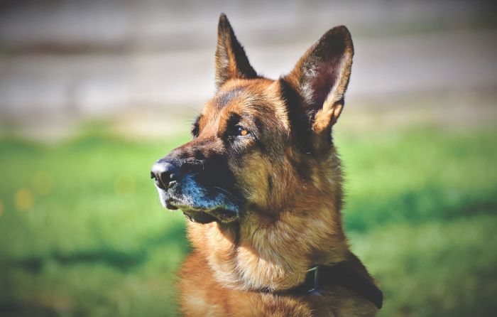 De korthaarige Duitse herder is bekend als Szarik van Czterej pancerni i pies.
