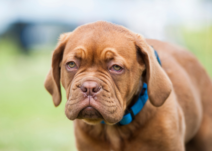 Bordeauxdogge Puppy.