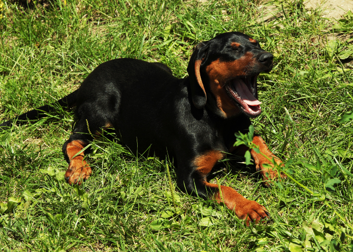 Poolse Jachthond Puppy.