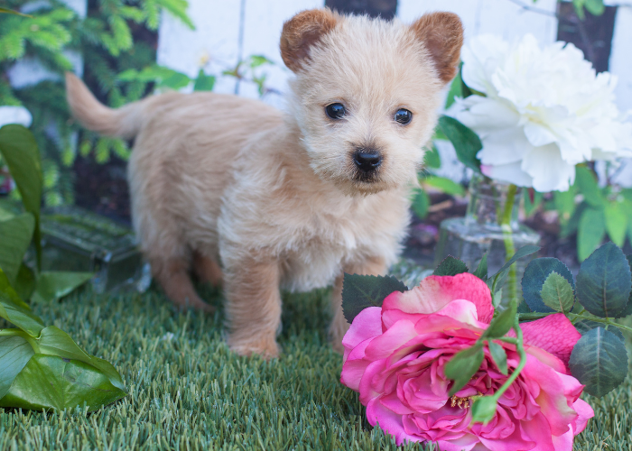 Norwich Terrier puppy.