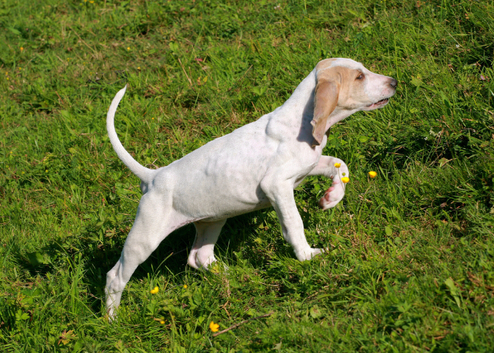 Porcelaine Puppy.