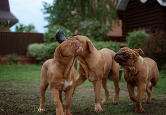 Welpen van de Bordeauxdogge.