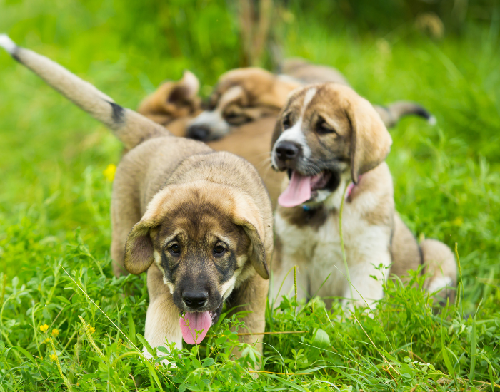 Spaanse Mastiff puppy's.