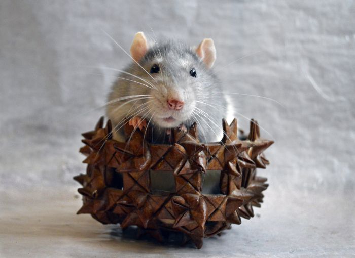 Een rat in een holte die als een mand is gevormd.