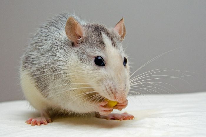 Een rat bijt in een maïskorrel.