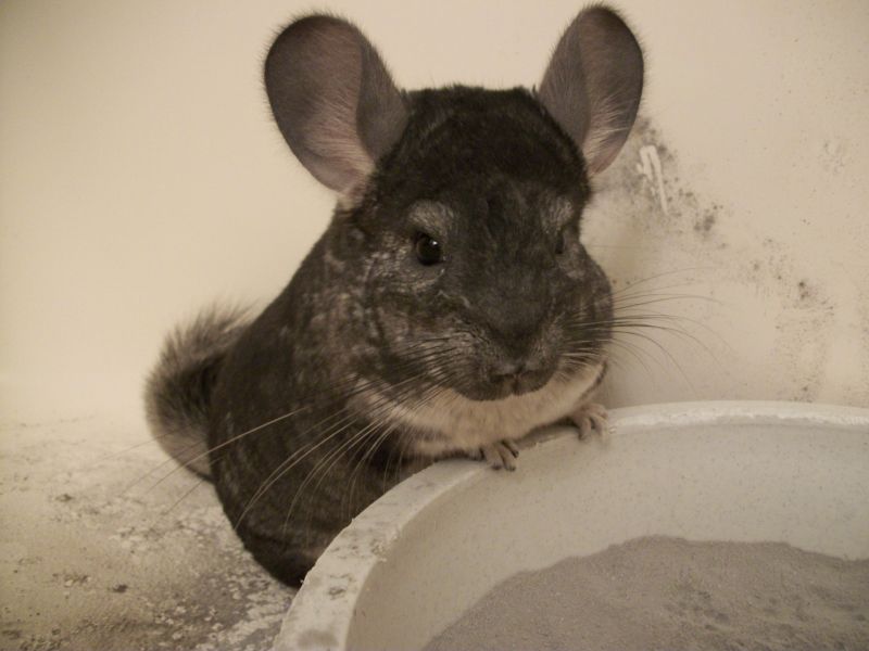 Een chinchilla neemt een zandbad in zijn bad.