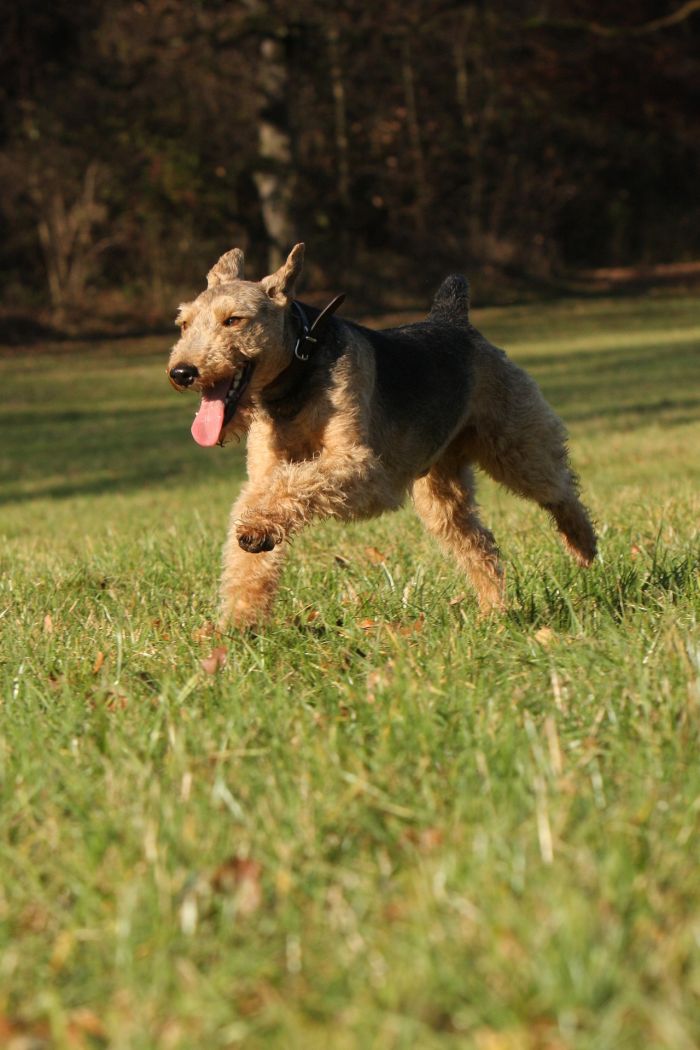 Een Welsh Terrier springt door het park.