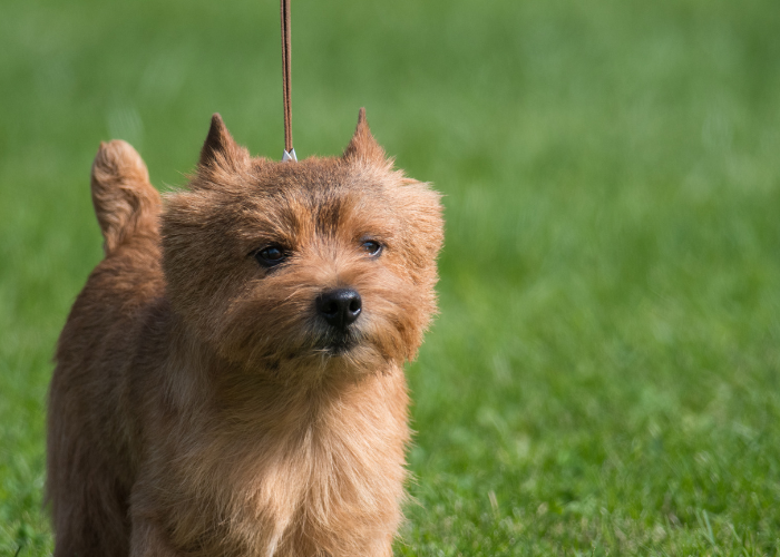 Norwich Terrier aan de lijn tijdens het wandelen.