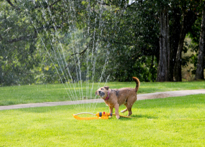 Patterdale Terrier speelt met water.