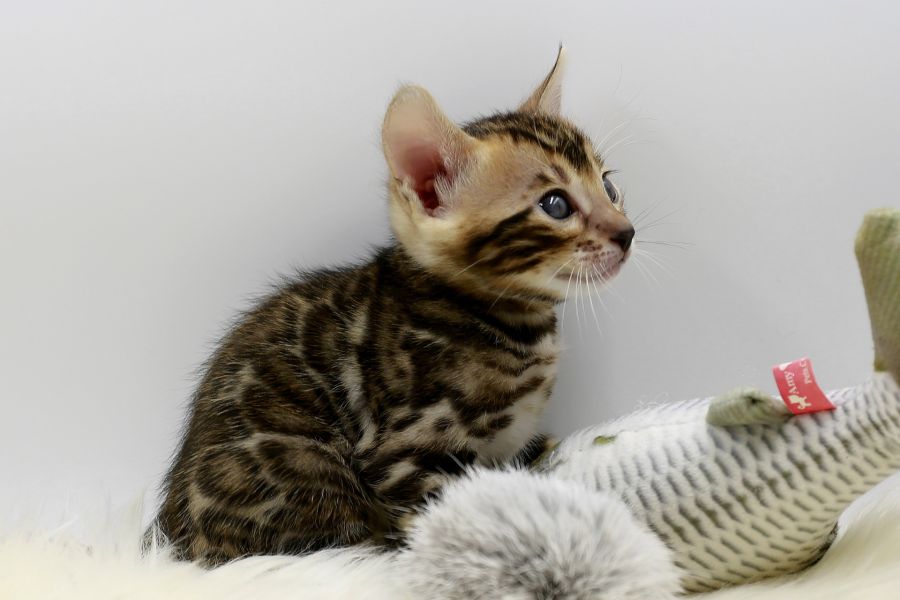 Kittens toyger.