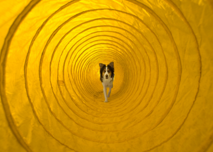 Tunnel voor honden-Agility.