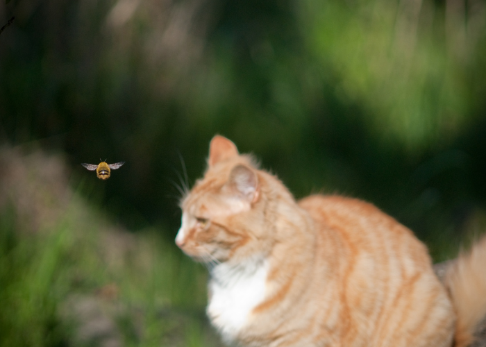 Steek van een kat door een bij of wesp.