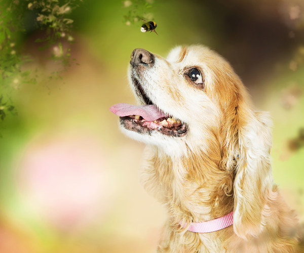 Bijen- of wespesteek bij een hond.