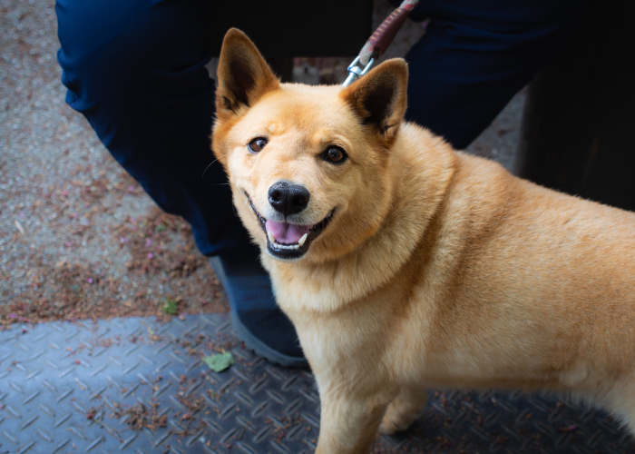 De hond is door een wesp in het hoofd gestoken.