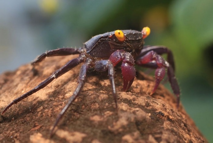 Vampierkrab op het zand