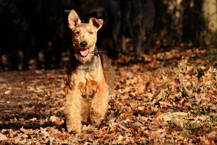 Welsh Terrier in de bossen.