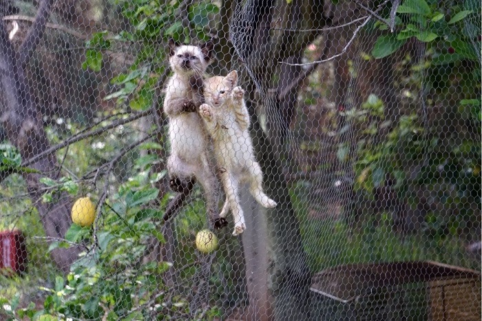 De papegaai geniet van een gevarieerde volière met een tak, springtouwen en speelgoed.