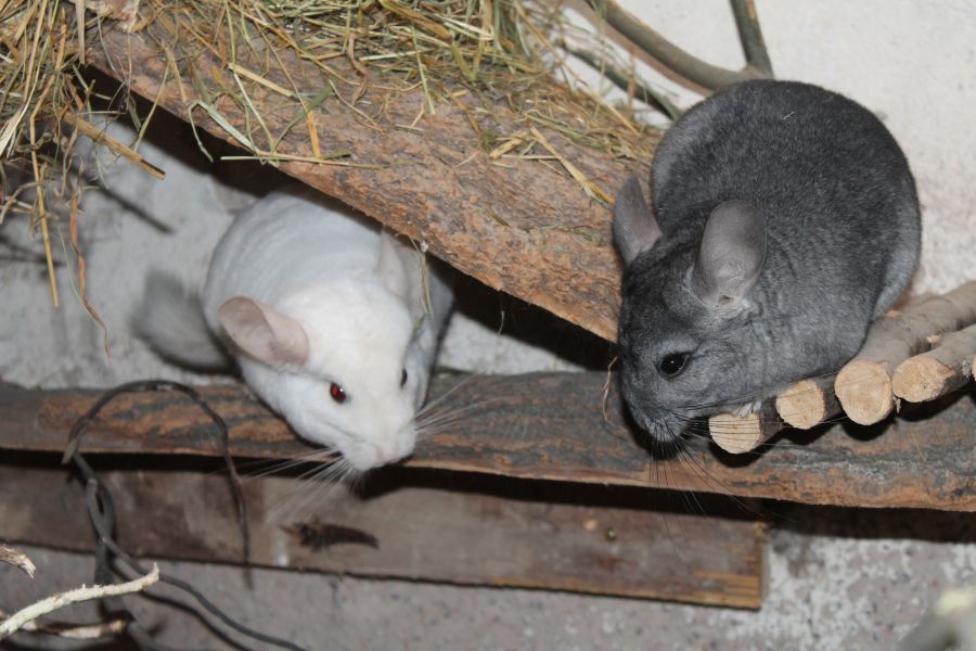 Chinchilla's zijn groepsdieren en houden van het gezelschap van andere chinchilla's.