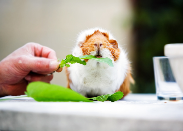 De cavia-uitrusting omvat onder andere een kooi, voer, speelgoed, schalen en drinkbakken.