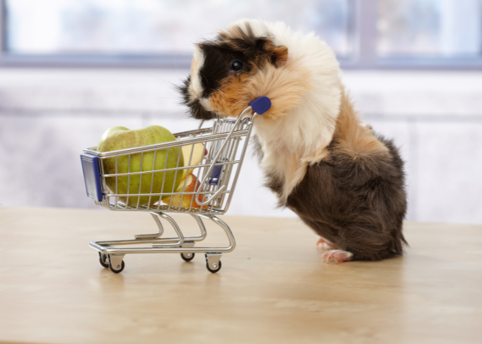 Kosten voor een cavia-uitrusting.