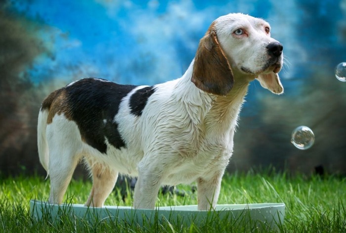 Een hond in een zwembad in de tuin.