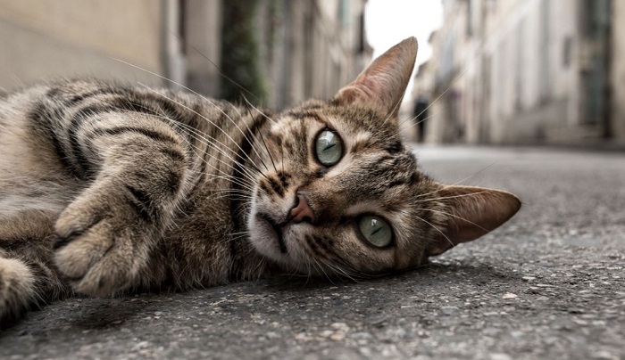 Een kat ligt op het trottoir.