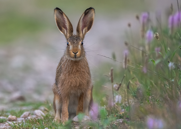 Haas op de open plek.