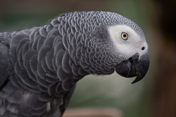 De Jacko-papegaai heeft mooie grijze veren en een witte vlek nabij de ogen