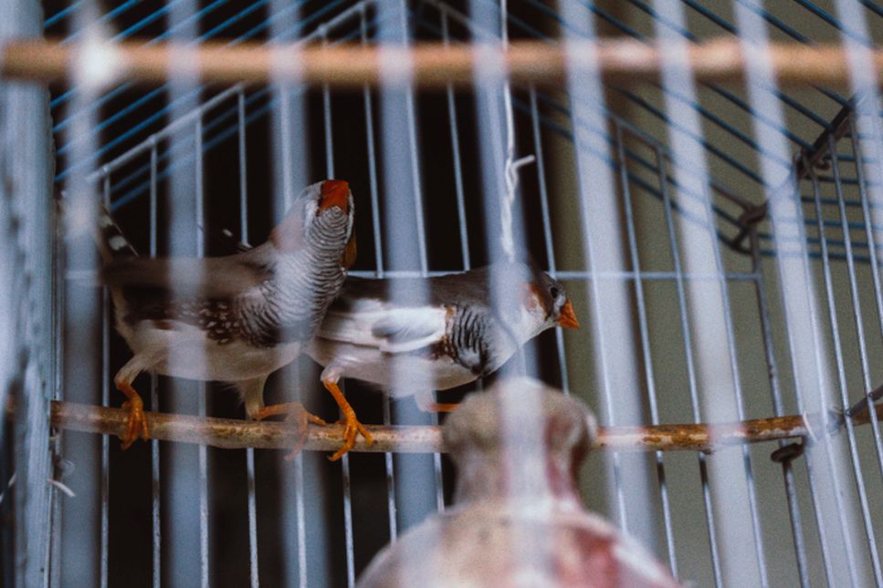 Twee zebrafinken in een kooi