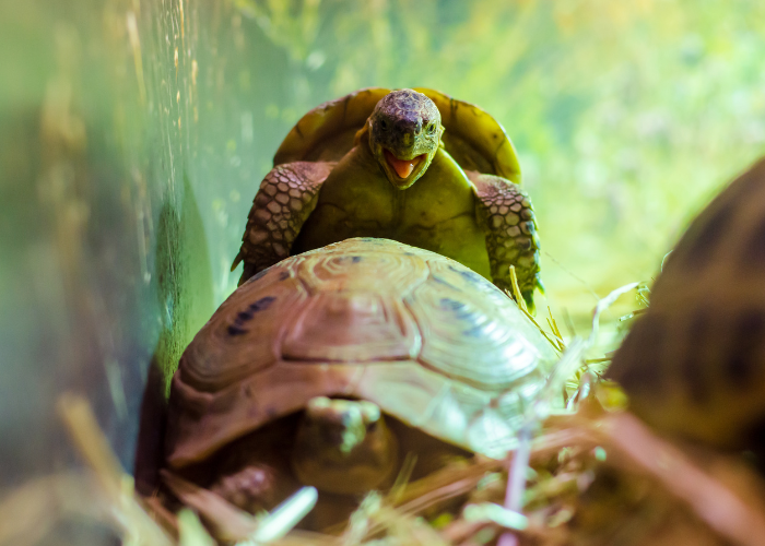 Griekse schildpadden.