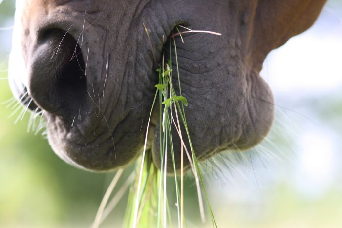 De snuit van een gras etend paard