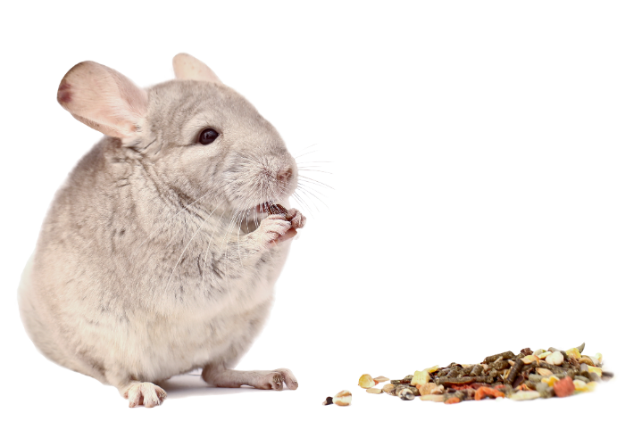De chinchilla eet granulaatvoer.